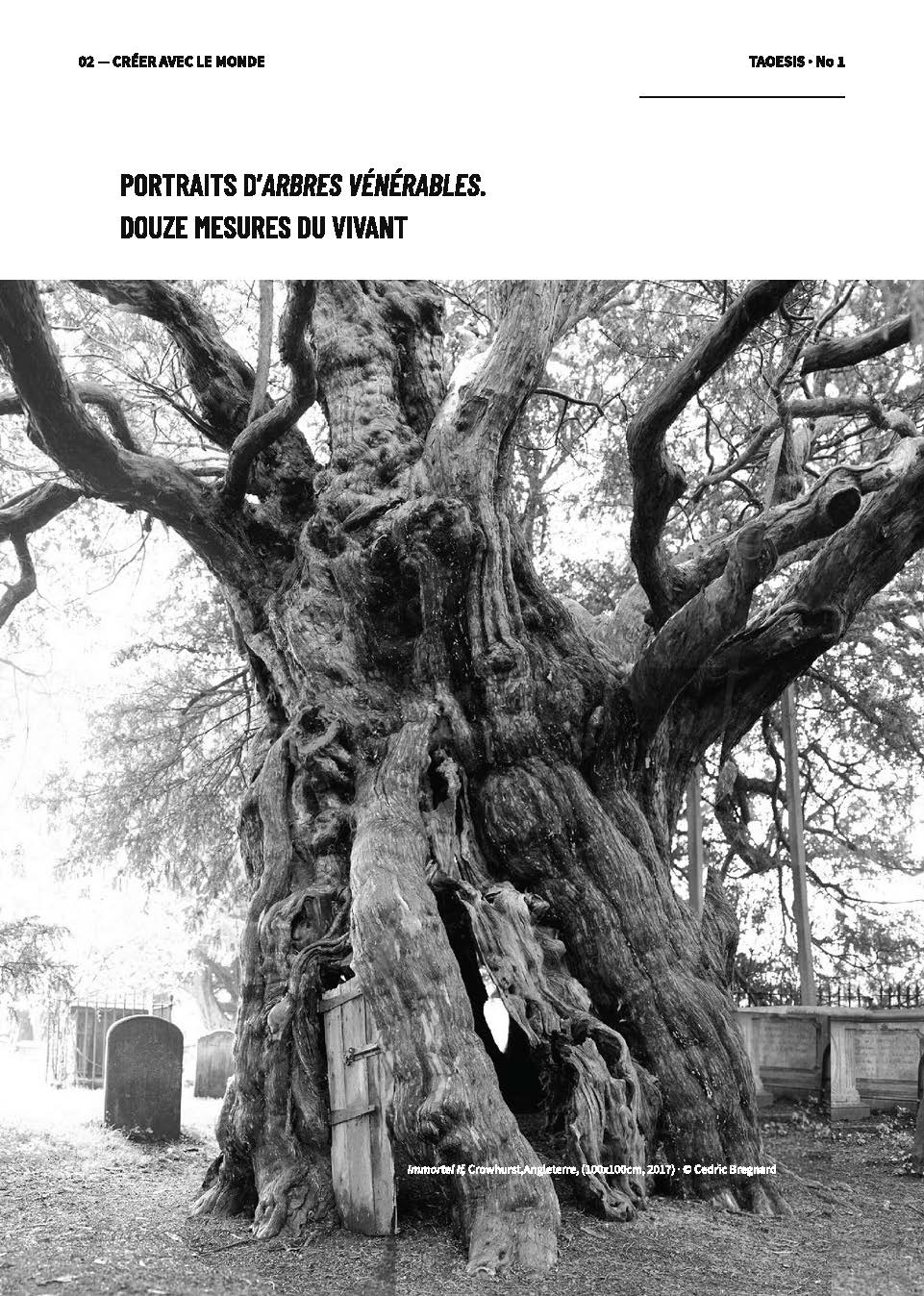 Portraits d’arbres vénérables — Marronnier communautaire de Cédric Bregnard